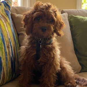 Meet your Posher, Bita